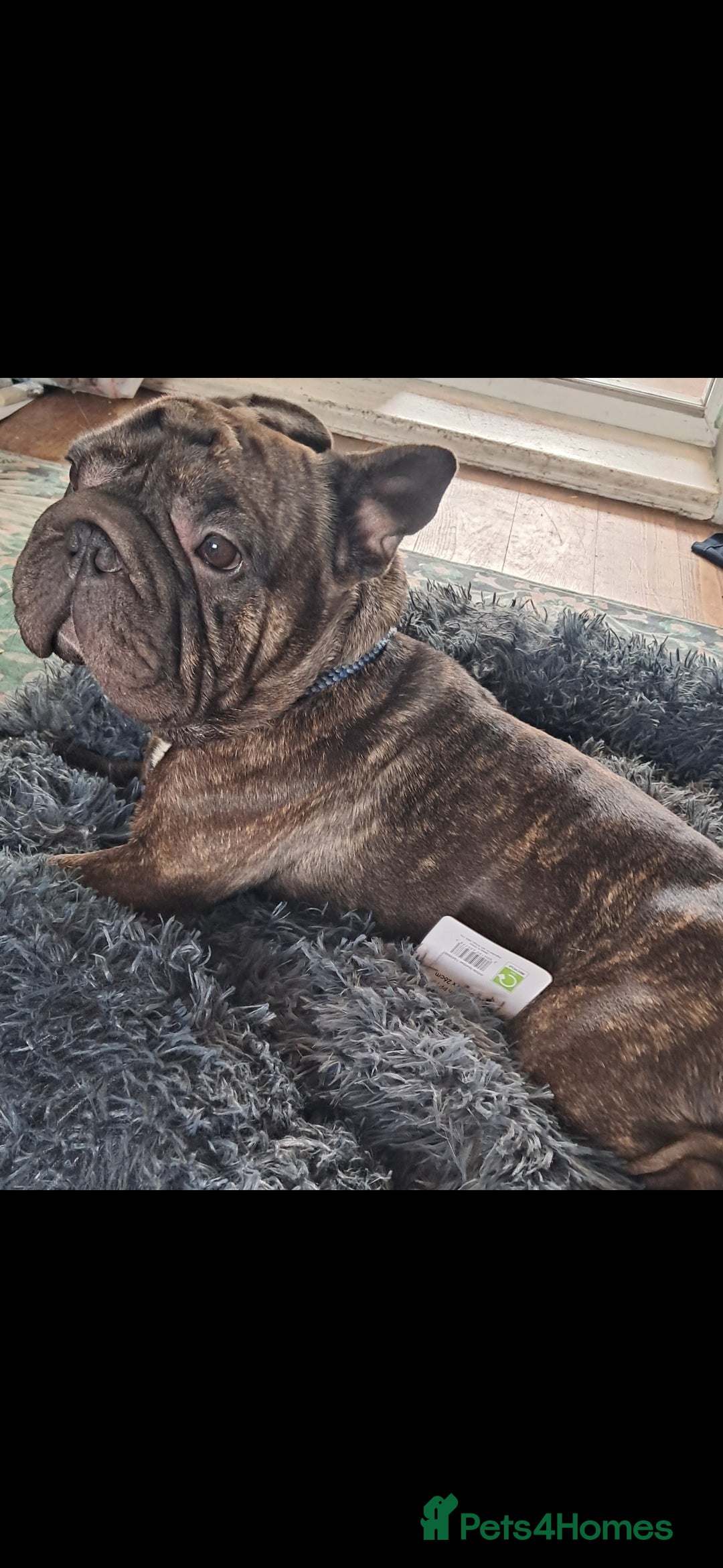 Mixed Breed dogs for sale: Frenchbulldog cross puppies  - Image 15