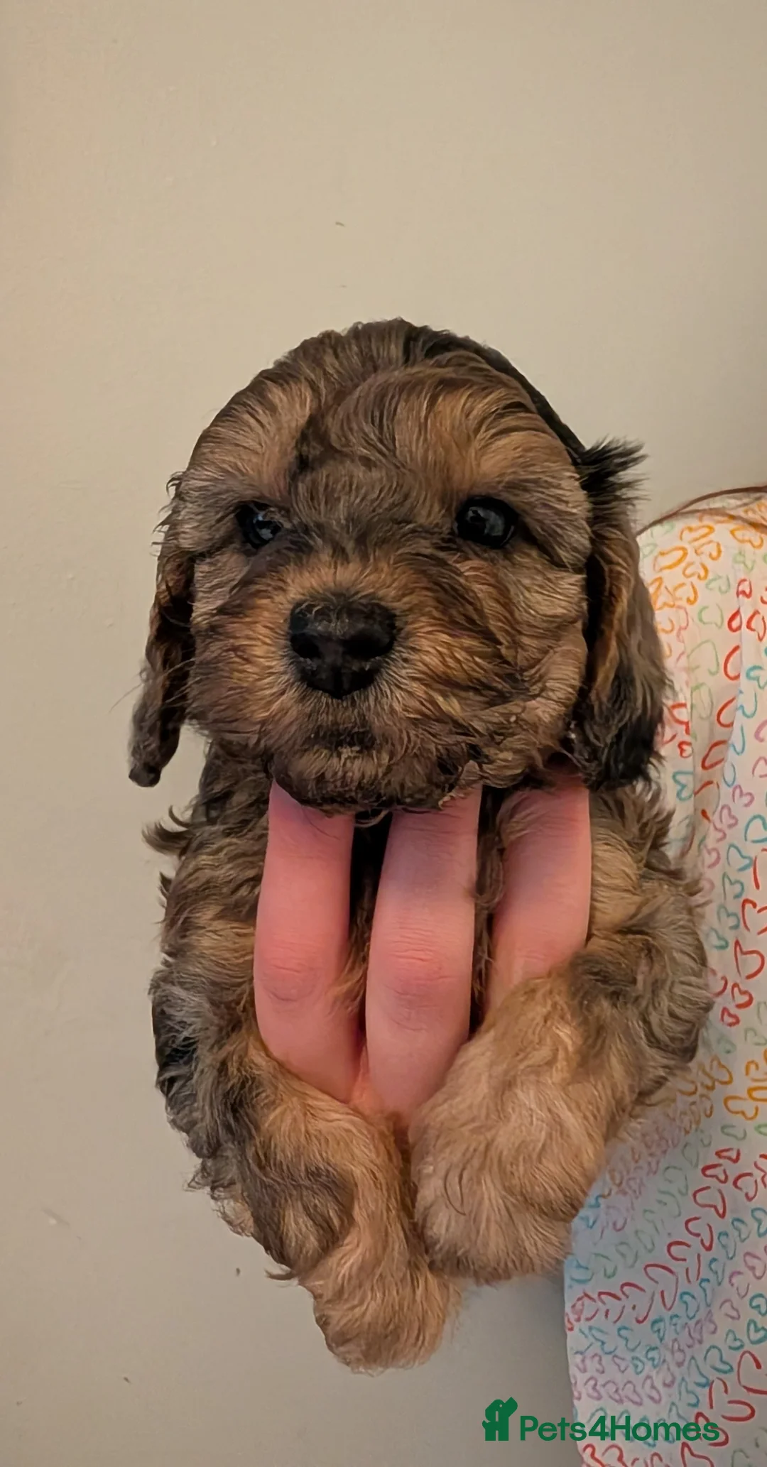 Cockapoo dogs for sale: F2b cockapoo pups Super Cute. Health test parents - Advert 1