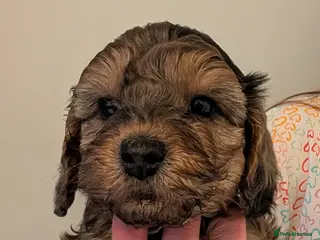 Cockapoo dogs F2b cockapoo pups Super Cute. Health test parents - Advert 13