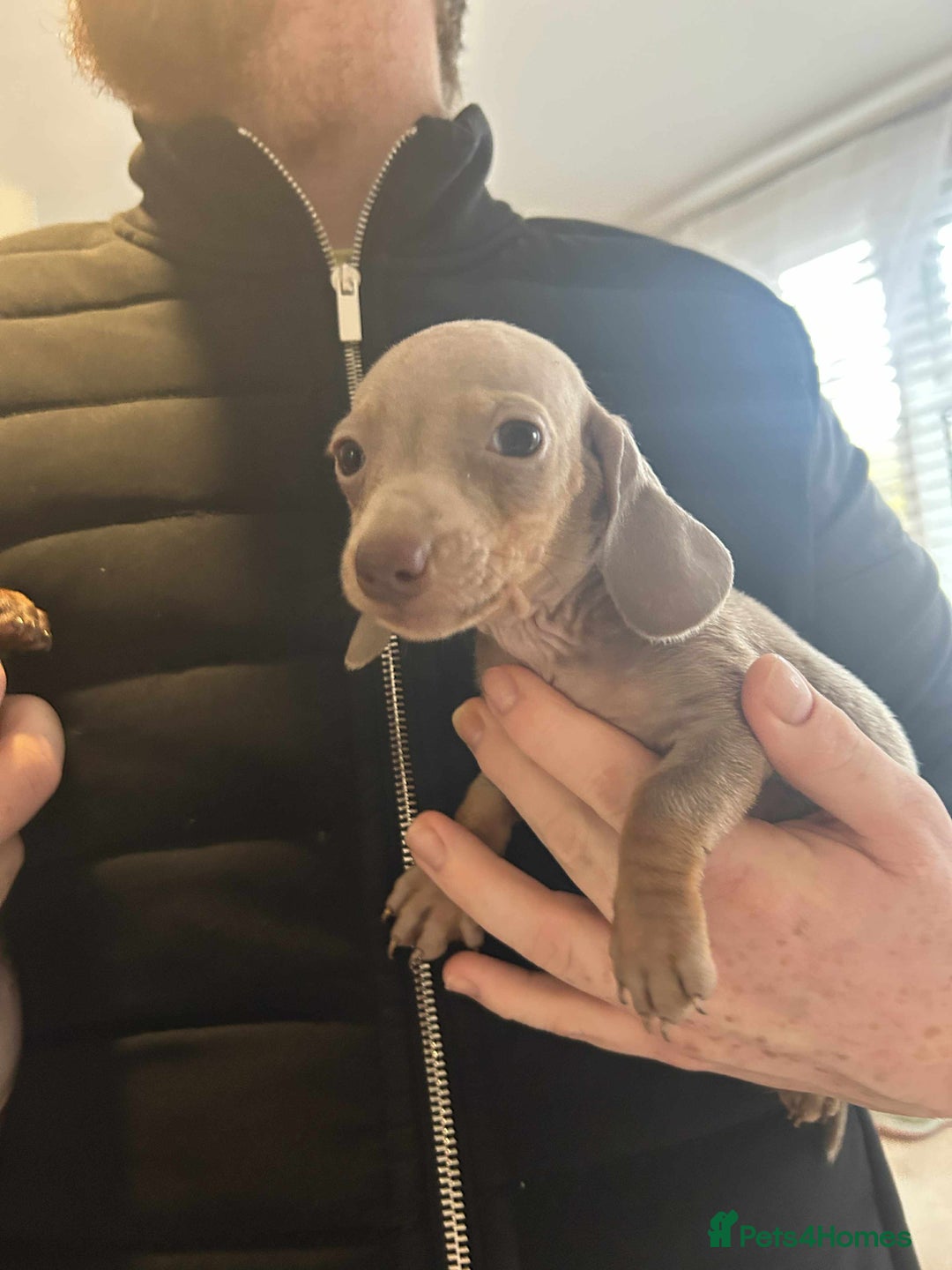 Miniature Dachshund dogs for sale: Miniature dachshund  - Advert 9