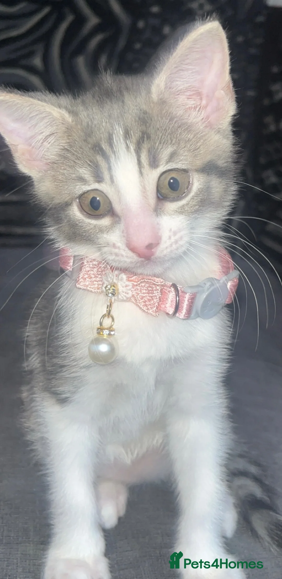 Mixed Breed cats for sale: Beautiful kitten for sale  - Advert 1