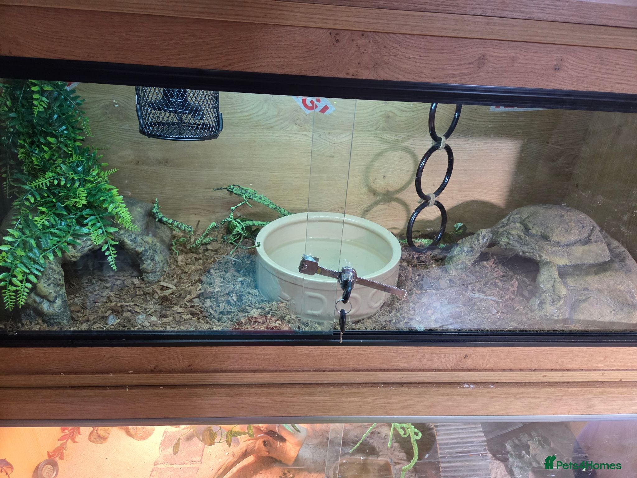 Python Snake reptiles Ball python female 3 years old and set up - Advert 7