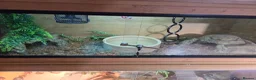 Python Snake reptiles for sale: Ball python female 3 years old and set up in Gillingham - Advert 1