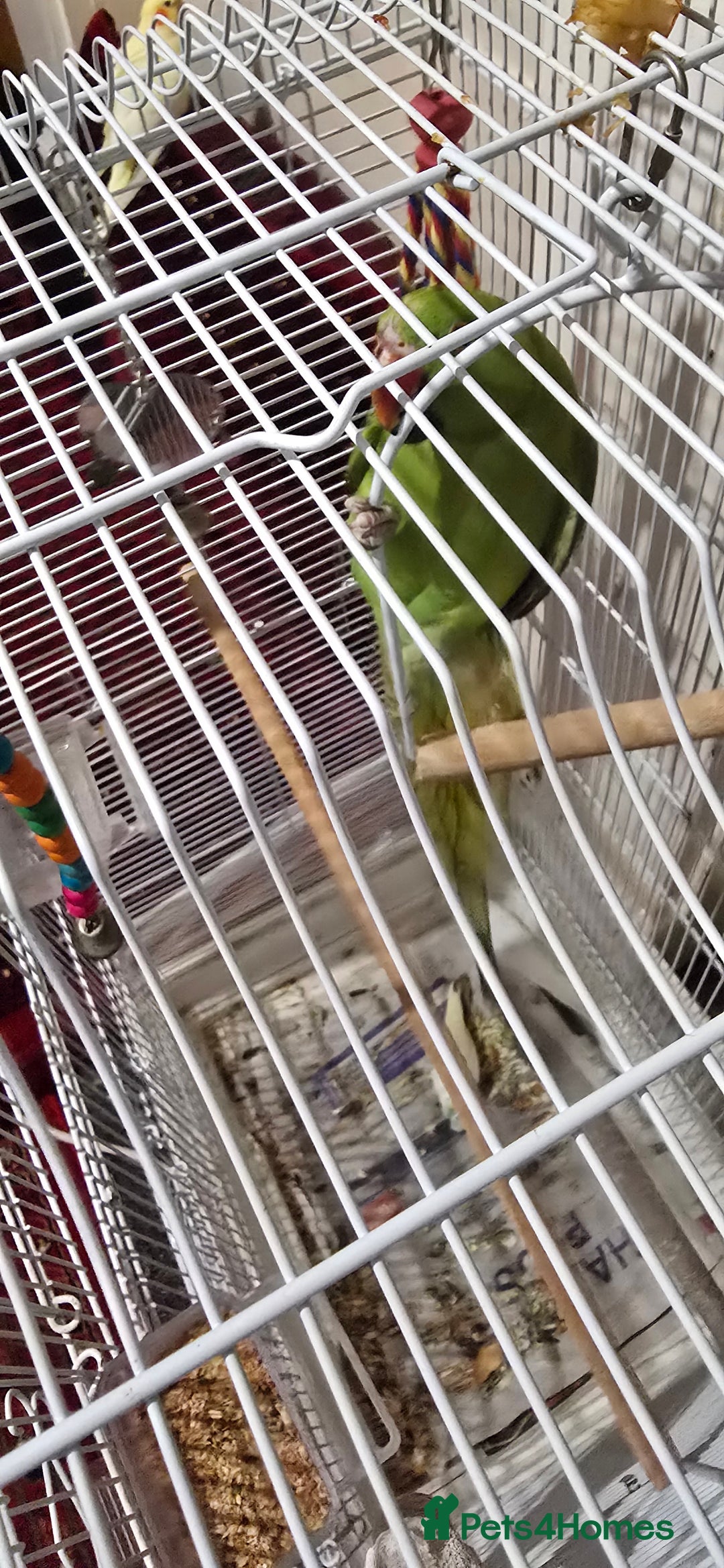 Parrots birds for sale: Green parrot - Advert 4