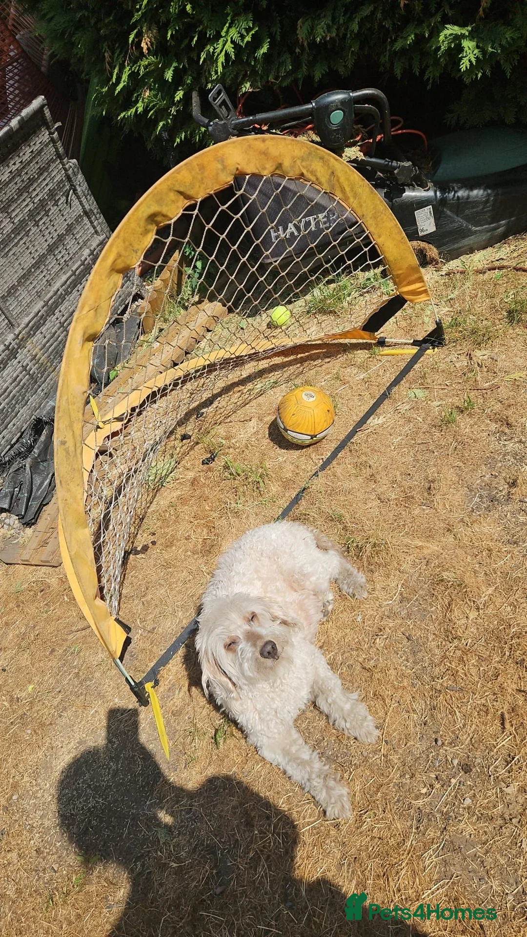 Cockapoo dogs for sale: Cockapoo puppies - Advert 2