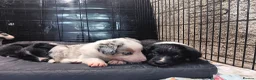 Mixed Breed dogs for sale: Kelpie x puppy  in Tavistock - Advert 6