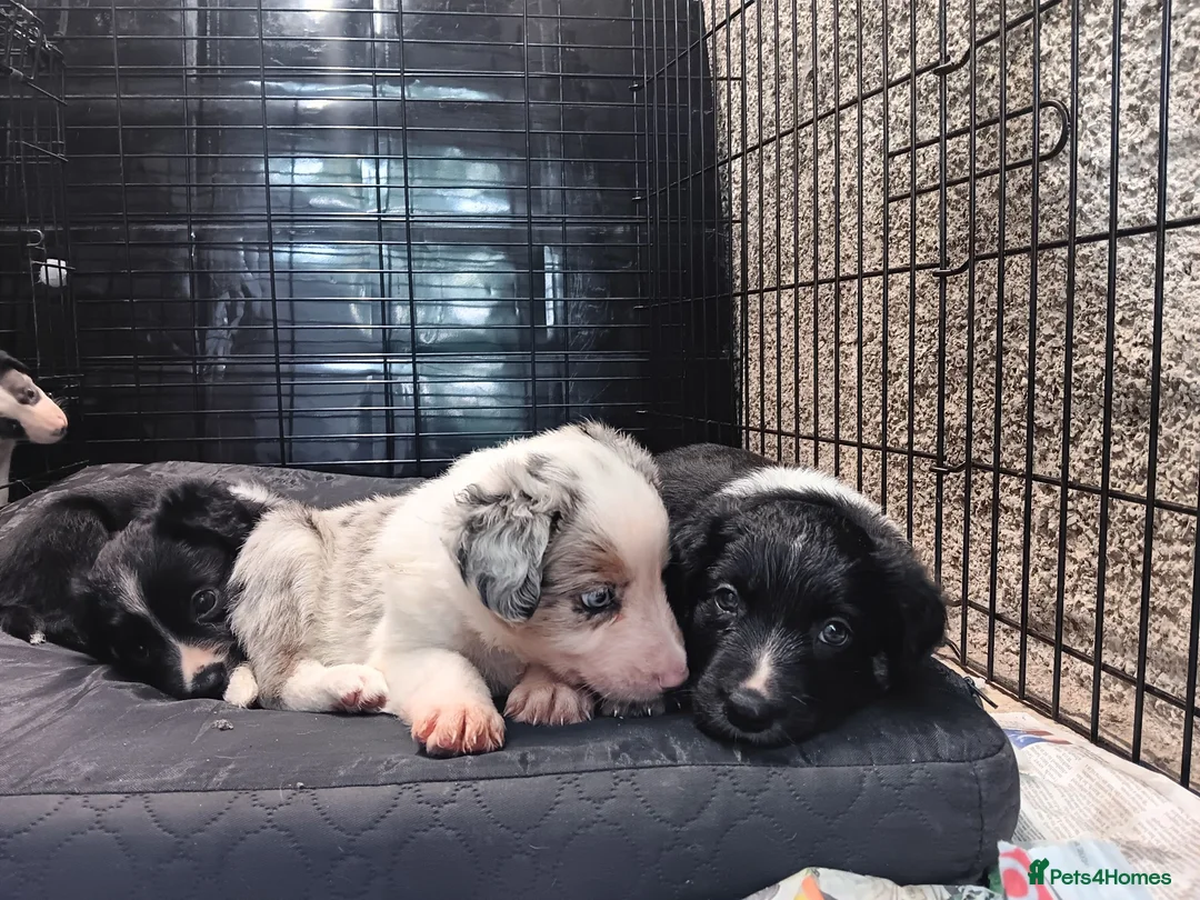 Mixed Breed dogs for sale: Kelpie x puppy  in Tavistock - Advert 6