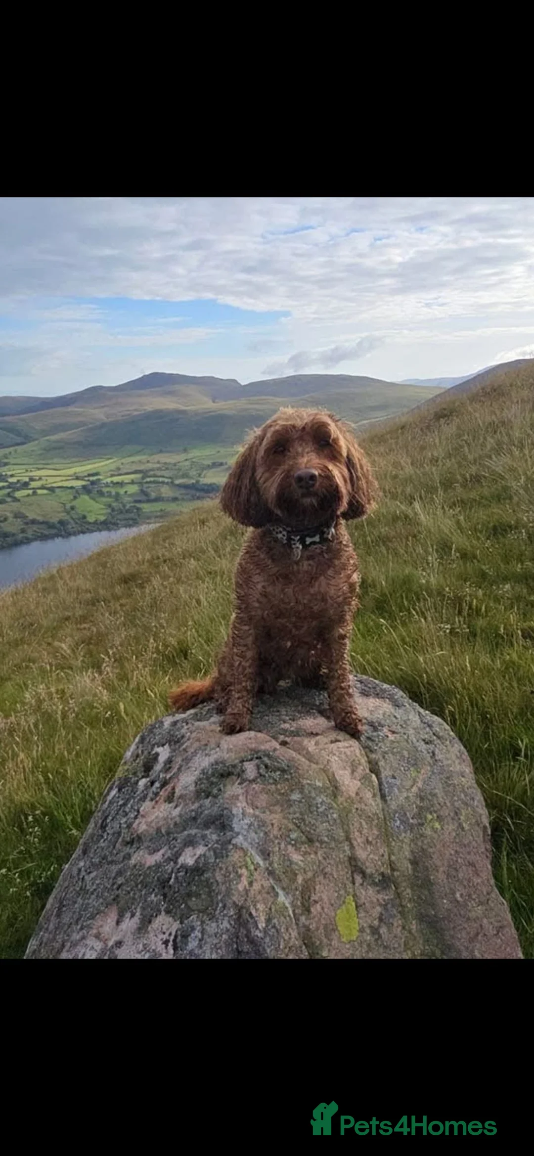 Cockapoo dogs for sale: One cockapoo girl available  - Advert 2