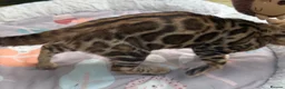 Bengal cats for sale: 🩷 Stunning TICA ✨ Health tested Bengal kitten  - Advert 9
