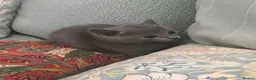 Russian Blue cats for sale: TICA registered Russian Blue kittens - Advert 8
