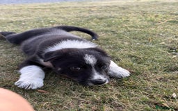 Welsh Collie dogs for sale: Beautiful Welsh Collie Puppies FOR SALE - Image 4