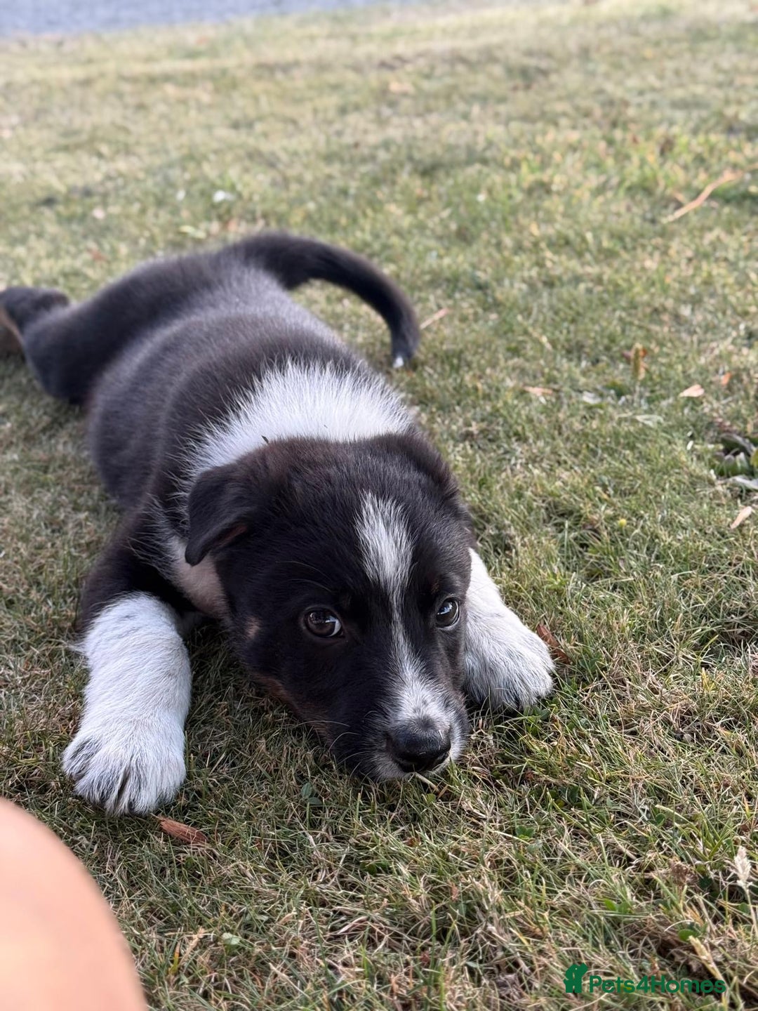 Welsh Collie dogs for sale: Beautiful Welsh Collie Puppies FOR SALE - Image 4
