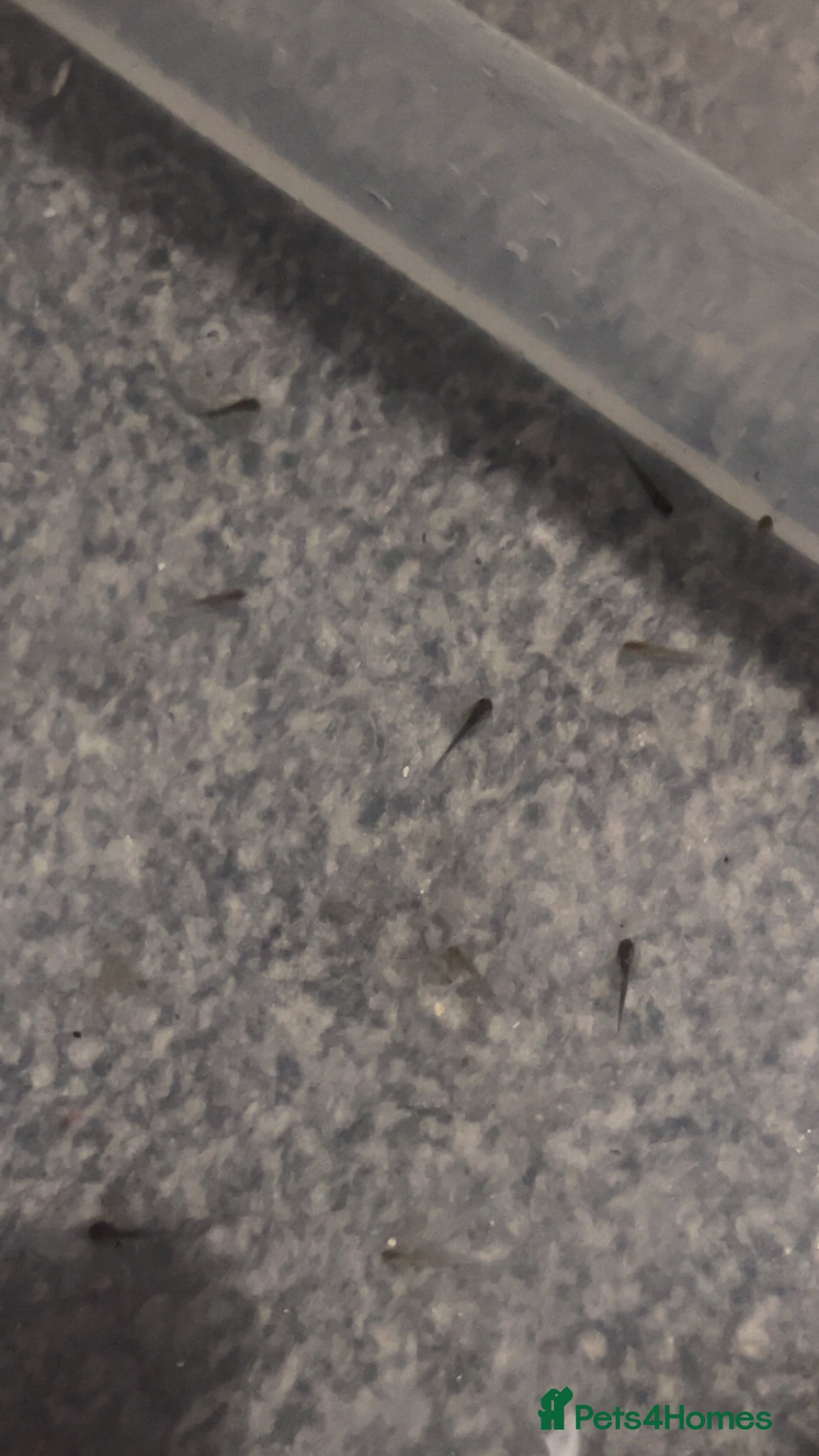 Axolotl reptiles Axolotl hatchlings  - Advert 14