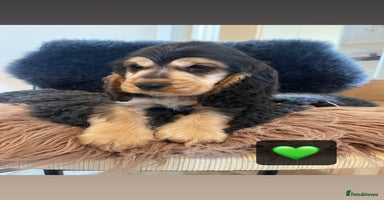 Cocker Spaniel dogs - Advert 1