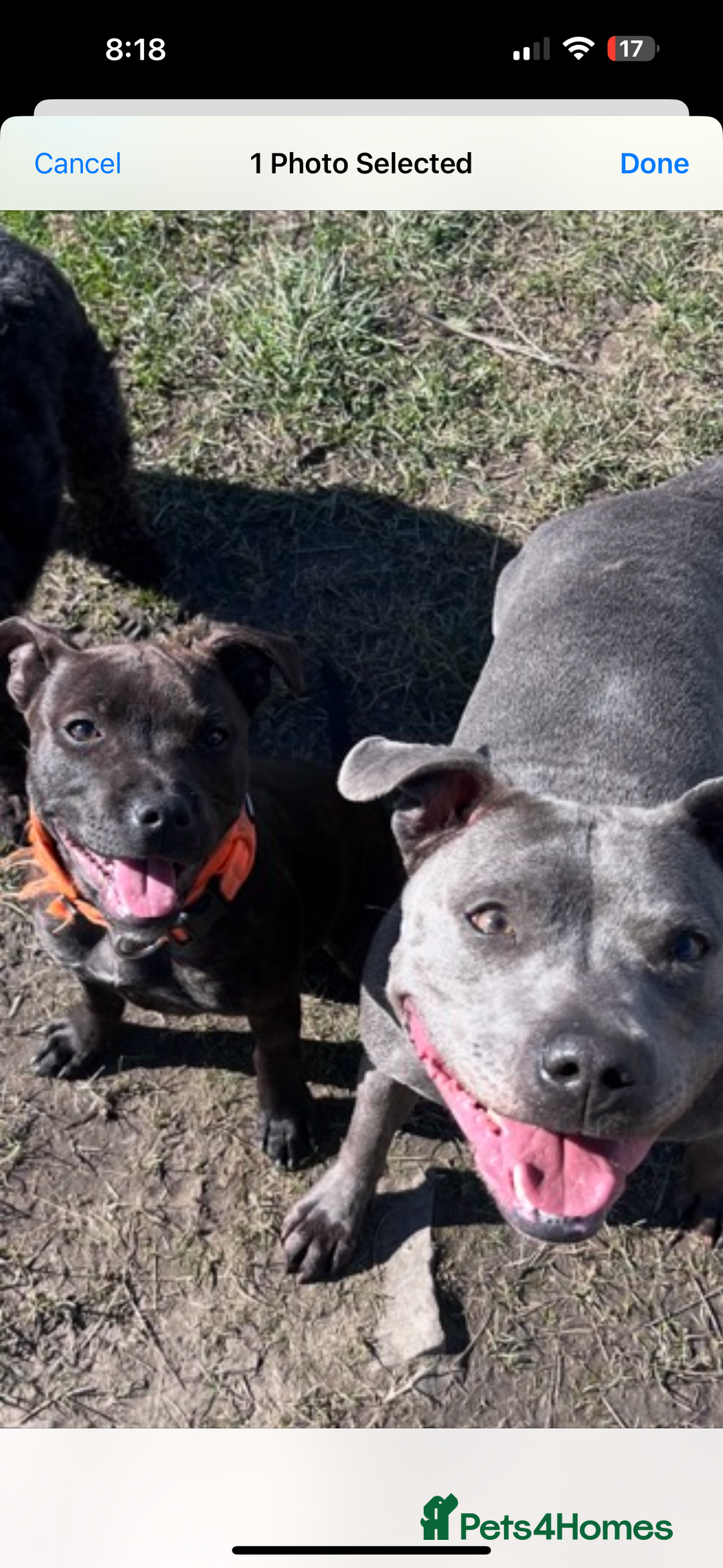 Staffordshire Bull Terrier dogs for sale: Kc Staffordshire bull terrier  - Advert 1