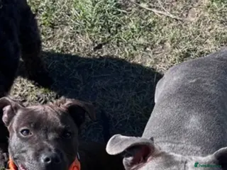 Staffordshire Bull Terrier dogs Kc Staffordshire bull terrier - Advert 15