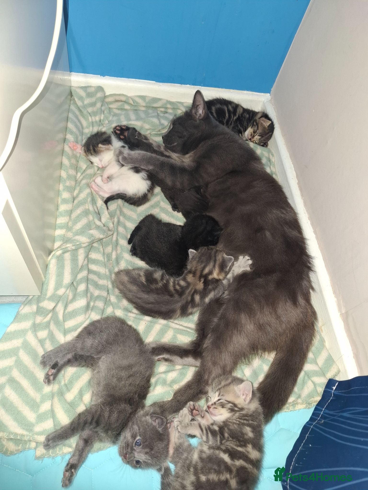 Mixed Breed cats Beautiful kittens looking for their forever homes - Advert 7
