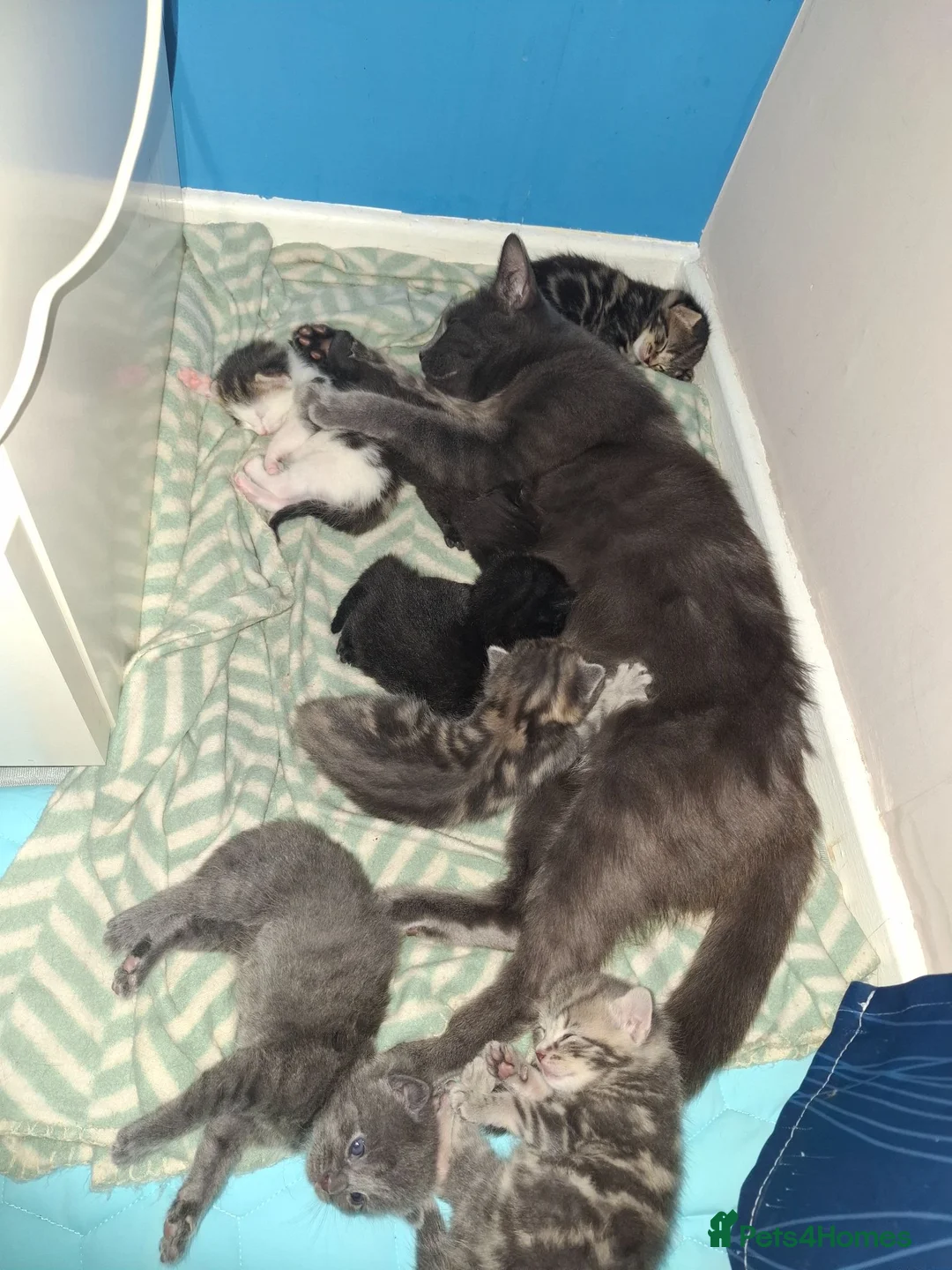 Mixed Breed cats for sale: Beautiful kittens looking for their forever homes - Advert 1