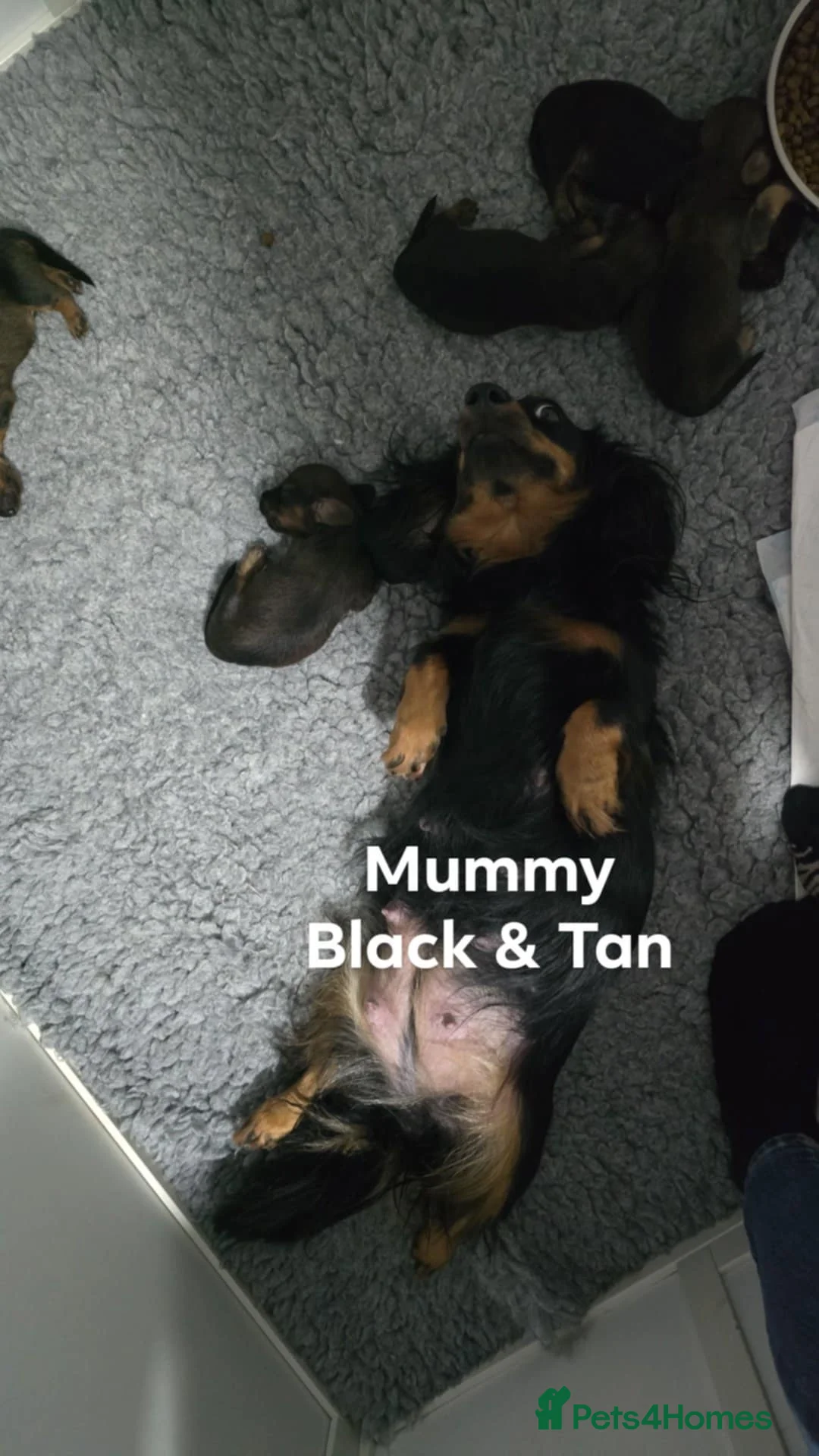 Dachshund dogs for sale: Miniature dachshunds puppies  - Advert 1