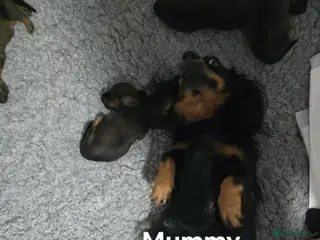 Dachshund dogs Miniature dachshunds puppies - Advert 1
