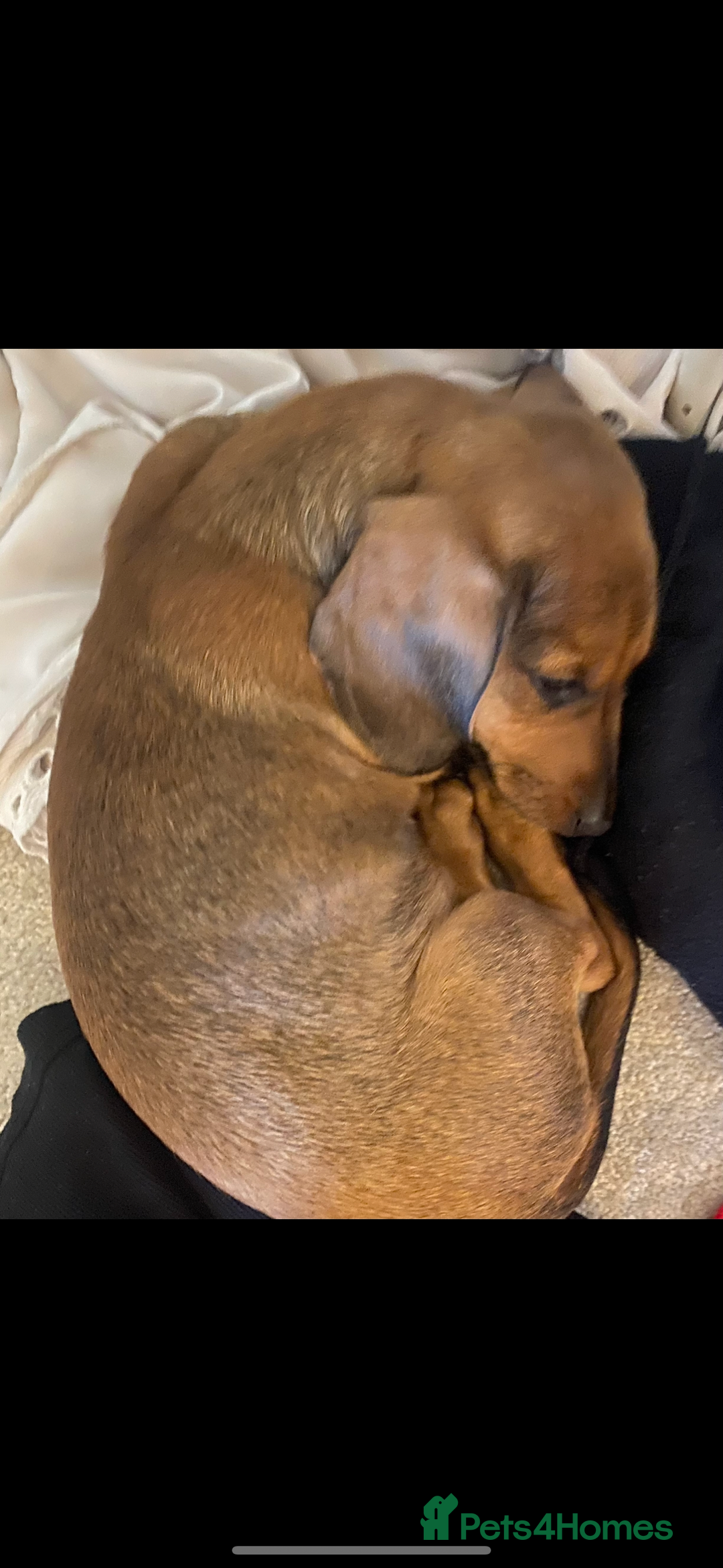 Dachshund dogs for sale: Two beautiful boys miniature dachshund puppies - Image 10