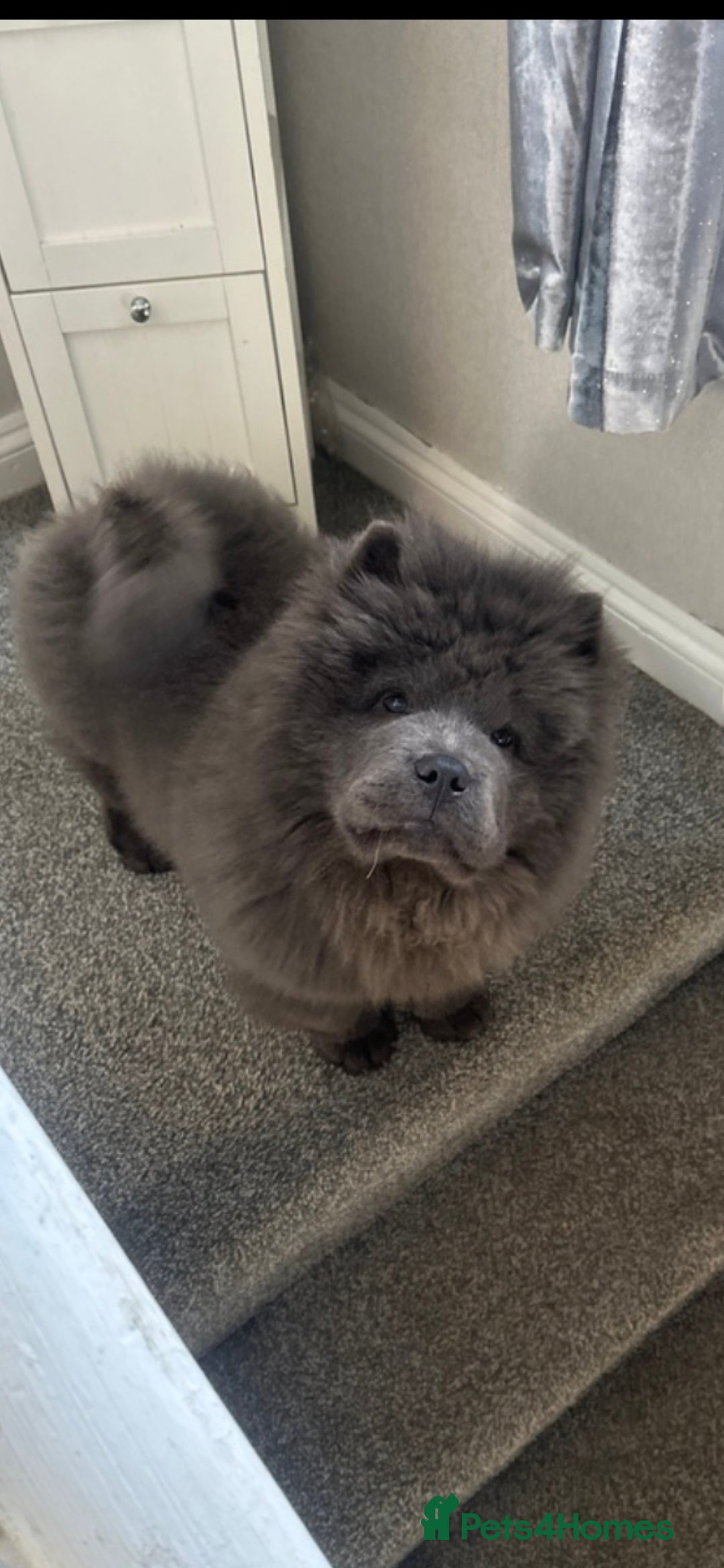 Chow Chow dogs Chow chow  in Newark - Advert 17