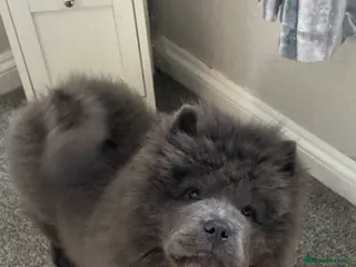 Chow Chow dogs Chow chow in Newark - Advert 17