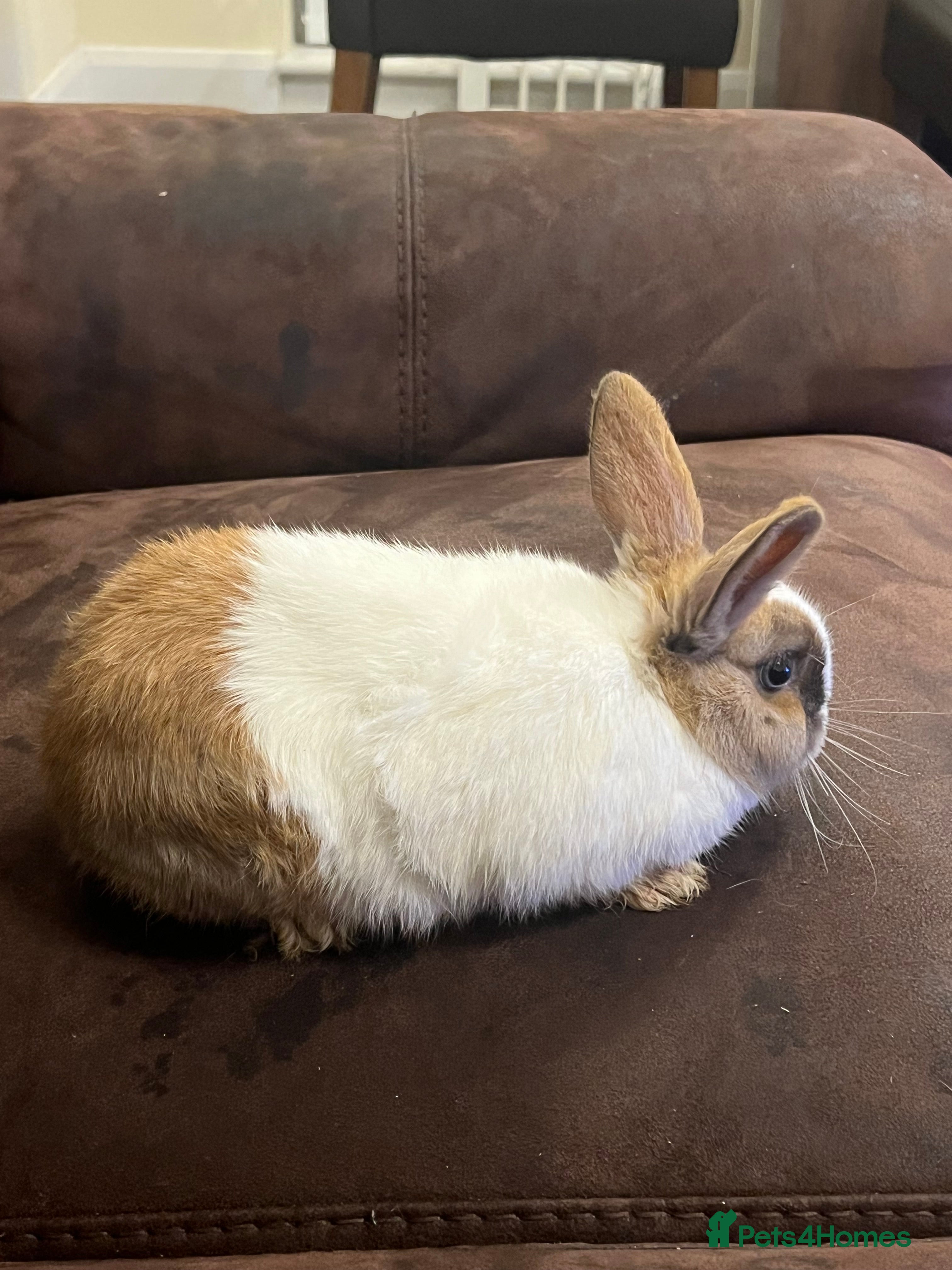 Netherland Dwarf rabbits House raised - Advert 1