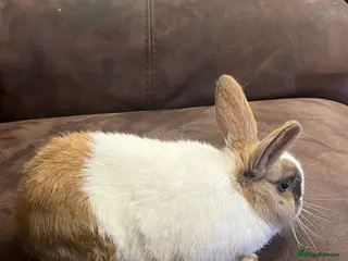 Netherland Dwarf rabbits House raised - Advert 1