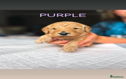 Goldendoodle dogs for sale: 🌟F1B Standard Goldendoodle Puppies in Merthyr Tydfil - Image 2