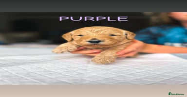 Goldendoodle dogs in Merthyr Tydfil - Advert 13