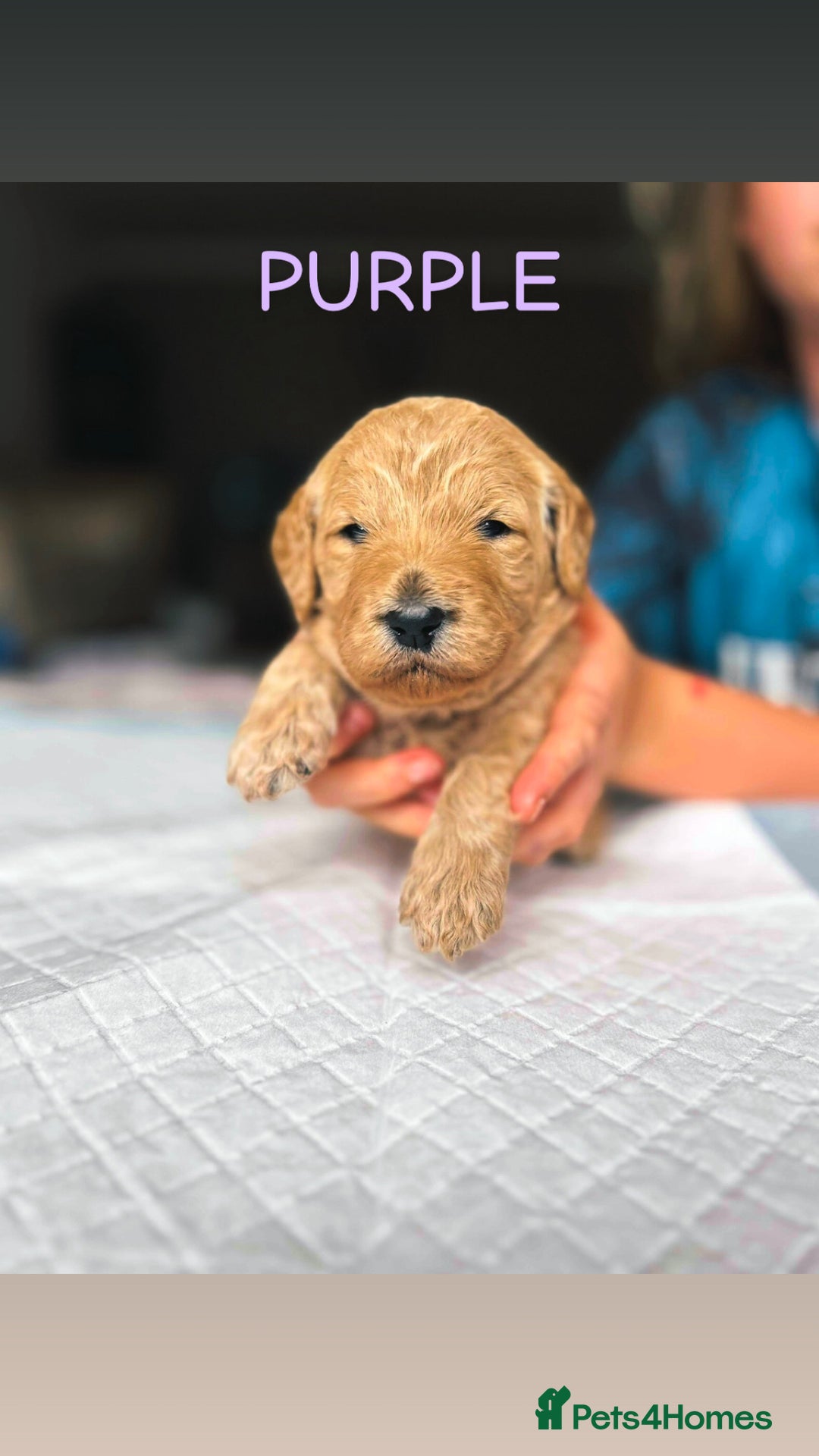 Goldendoodle dogs for sale: 🌟F1B Standard Goldendoodle Puppies in Merthyr Tydfil - Image 2