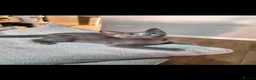 Russian Blue cats for sale: Russian Blue x - Advert 2