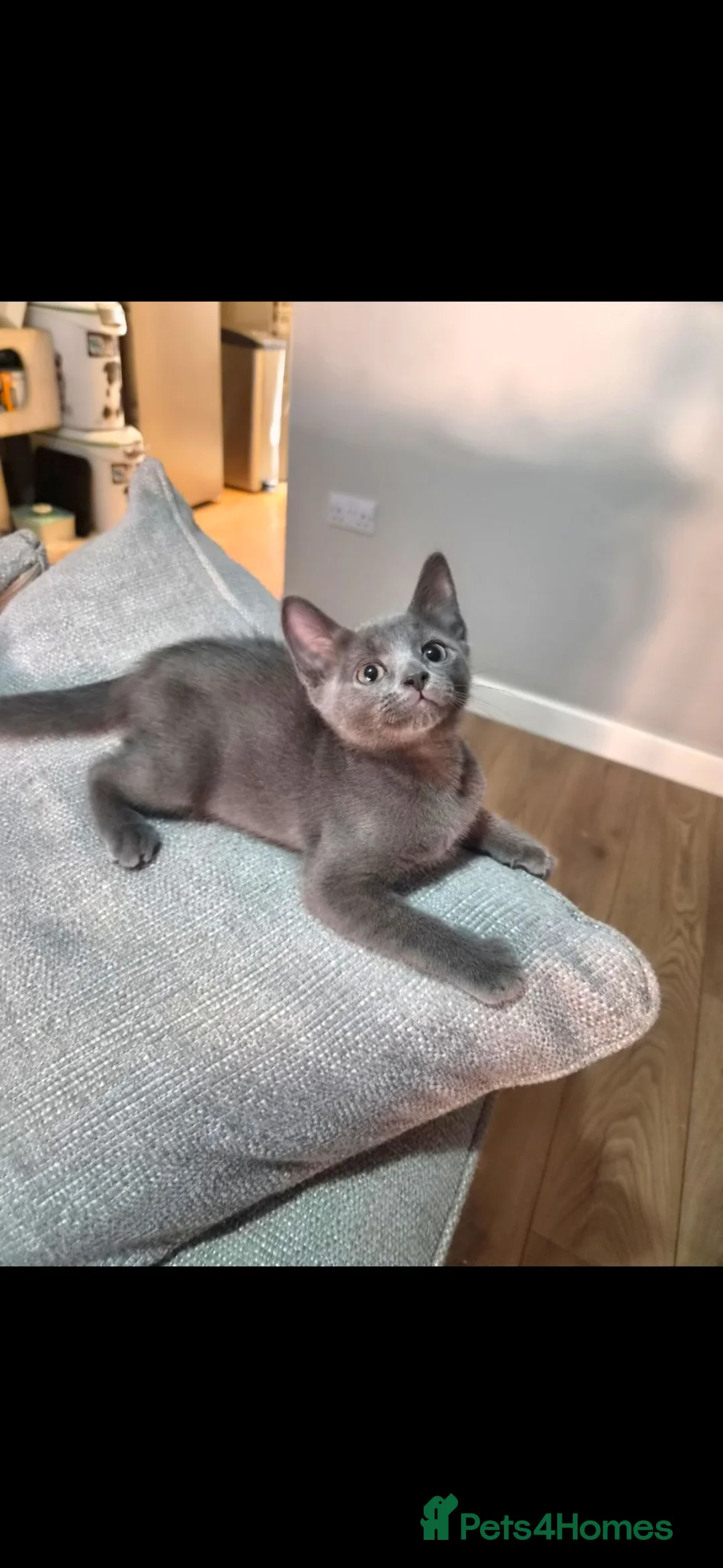 Russian Blue cats for sale: Russian Blue x - Advert 2