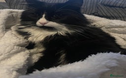 British Longhair cats for sale: 🐾 Playful Young Cat in Need of a Loving Home - Image 2