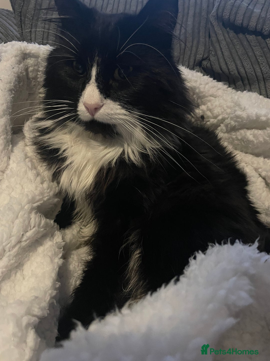 British Longhair cats for sale: 🐾 Playful Young Cat in Need of a Loving Home - Image 2