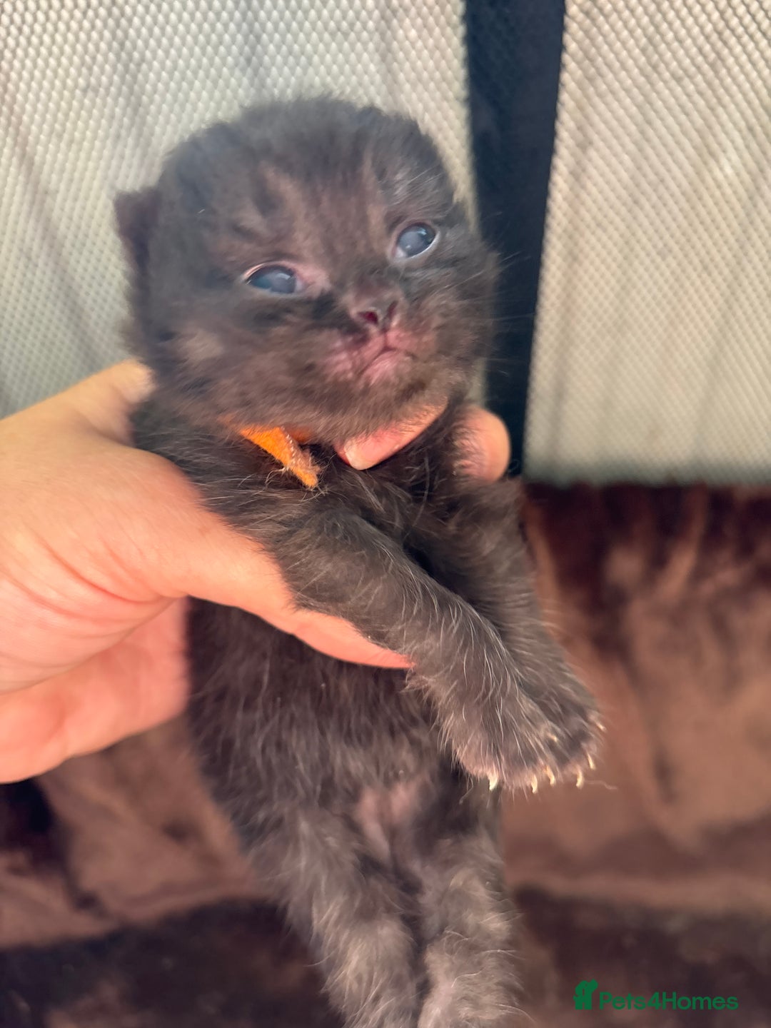 British Shorthair cats for sale: Pure British shorthair  - Image 18