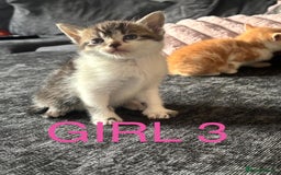 Domestic Shorthair cats for sale: Beautiful kittens  - Image 6