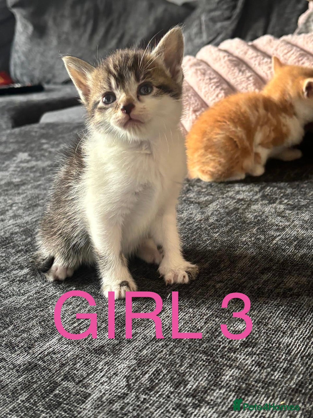 Domestic Shorthair cats for sale: Beautiful kittens  - Image 6