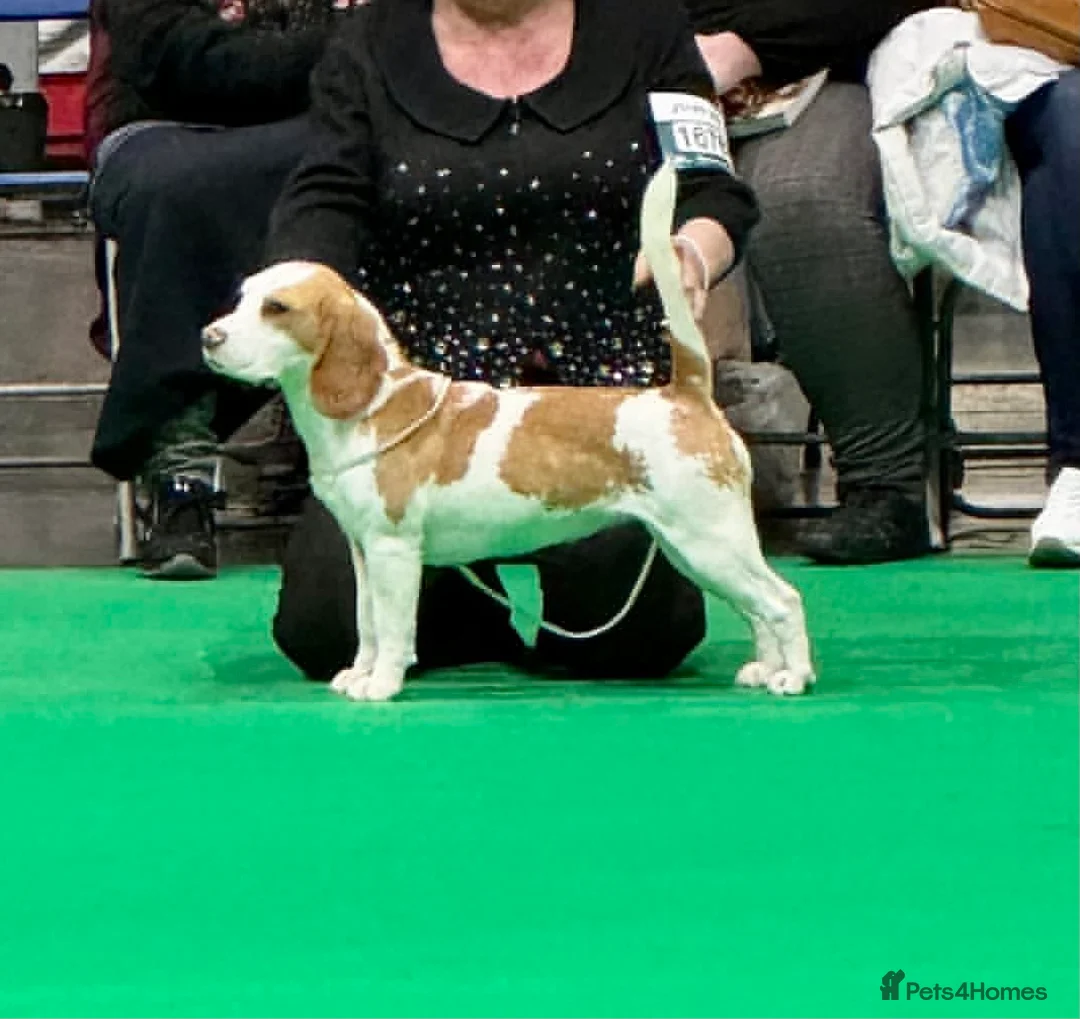 Beagle dogs for sale: KENNEL CLUB REGISTRED BEAGLE PUPPIES - Advert 8