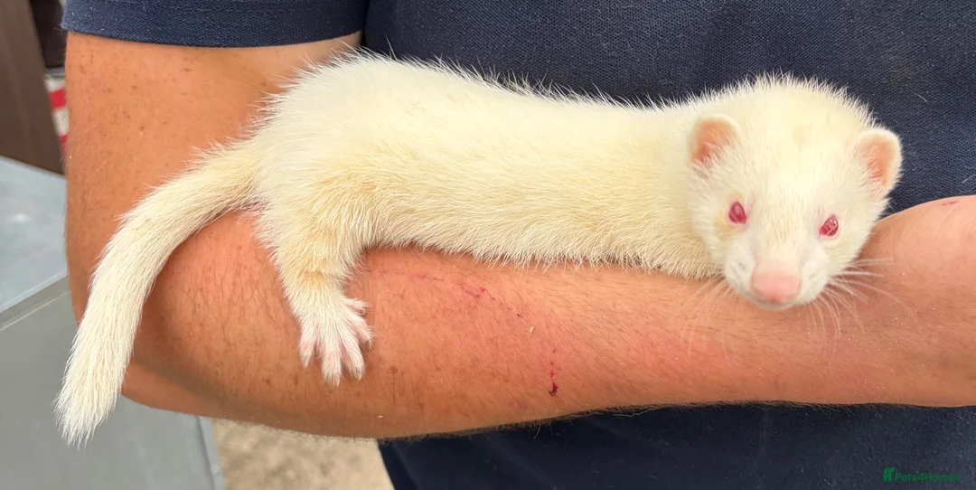 Ferret rodents for sale: One 6 month old albino Jill available.  - Advert 1
