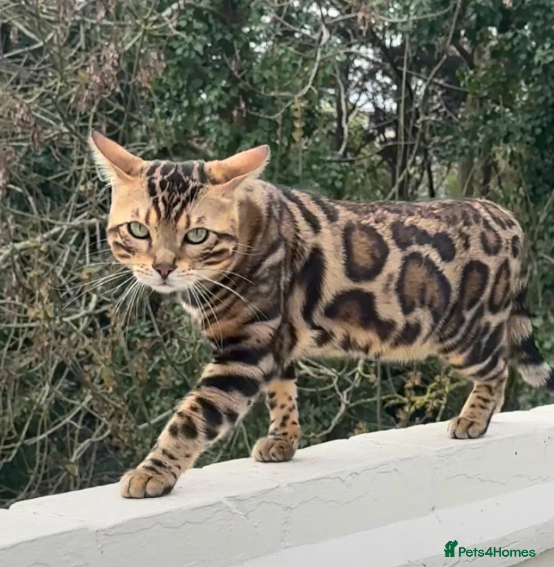 Bengal cats for sale: stunning Bengal cat male - Advert 1