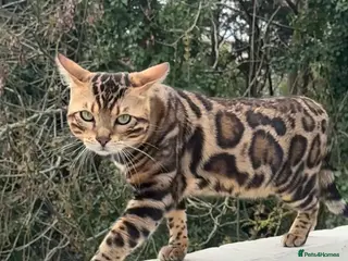 Bengal cats stunning Bengal cat male - Advert 1