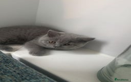 British Shorthair cats for sale: British shorthair kittens  - Image 7
