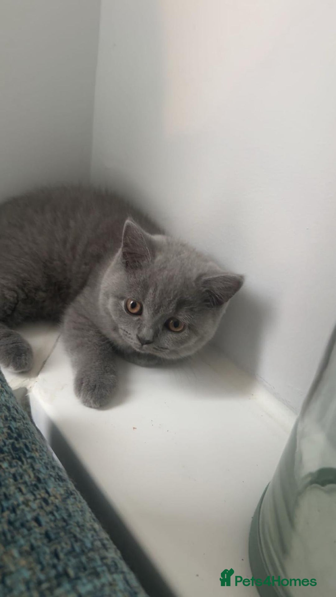 British Shorthair cats for sale: British shorthair kittens  - Image 7