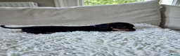 Miniature Dachshund dogs for sale: KC REGISTERED MINIATURE DACHSHUND PUPPIES - Advert 8