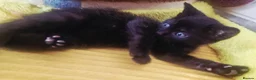 Mixed Breed cats for sale: Female kitten looking for her new home 🐈‍⬛🏡 - Advert 3