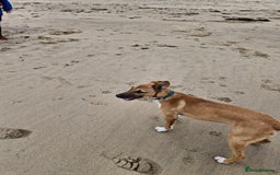 Lurcher dogs for sale: 8 month old Lurcher Puppy - Image 3