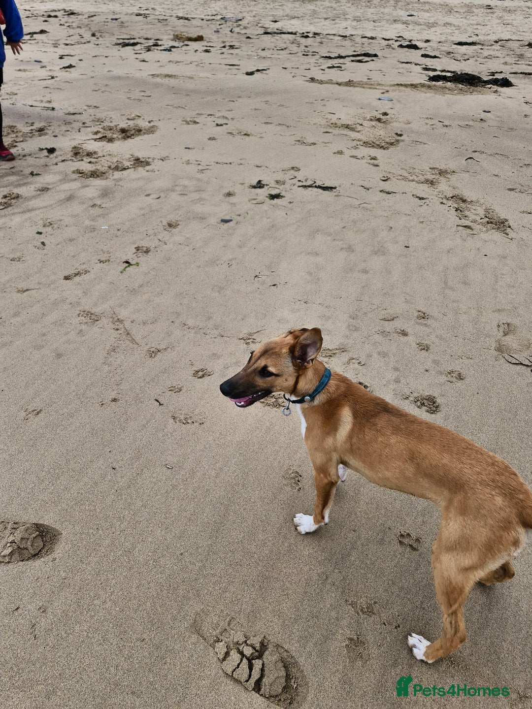 Lurcher dogs for sale: 8 month old Lurcher Puppy - Image 3