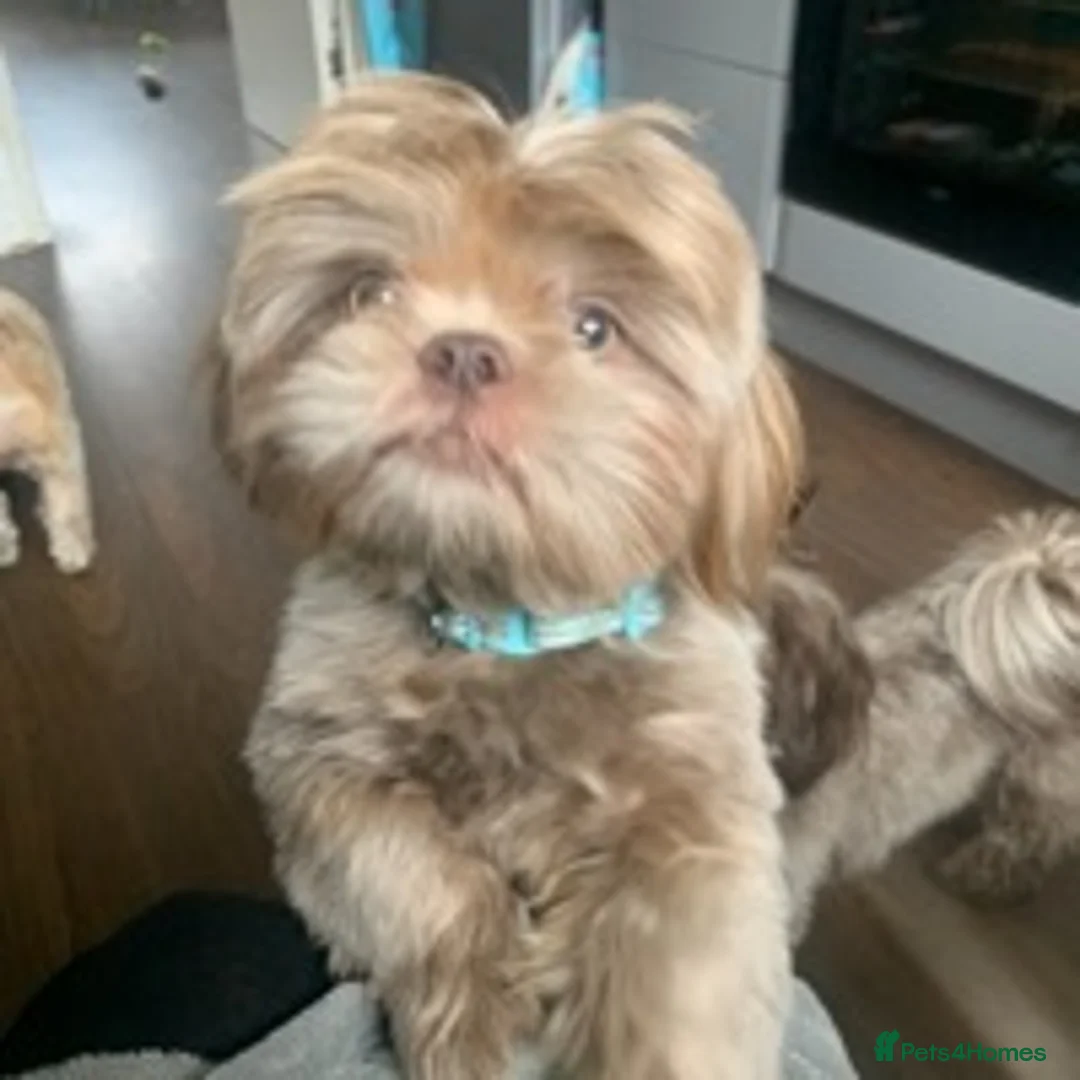 Shih Tzu dogs for stud: Lilac Imperial shih tzu for stud PROVEN in Clydebank - Advert 2